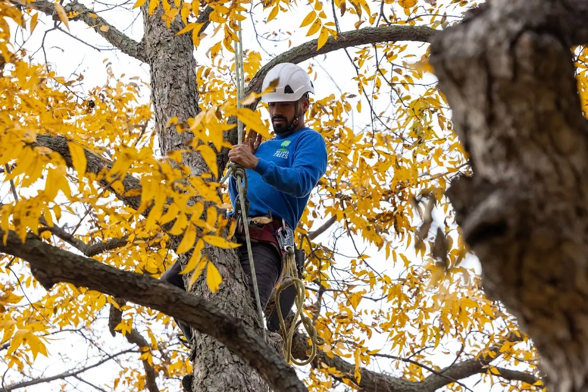 Skilled Tree Planting crew working in Stockton