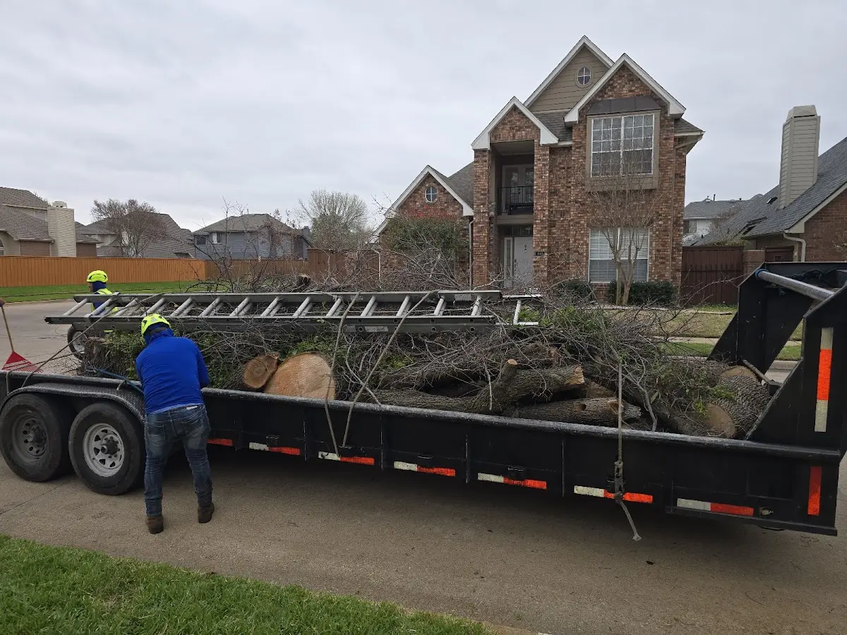 Expert Tree Removal with proper safety equipment in Stockton